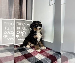 Bernedoodle (Miniature) Puppy for sale in FRANKLIN, IN, USA
