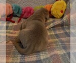 Small Photo #124 Great Dane Puppy For Sale in SPRAGGS, PA, USA