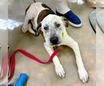 Small Catahoula Leopard Dog-Pointer Mix
