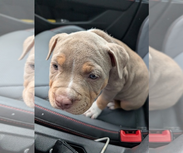 Medium Photo #3 American Bully Puppy For Sale in Deep River, Ontario, Canada
