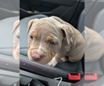 Small #2 American Bully