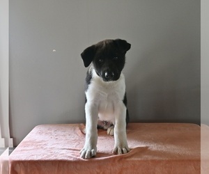 Akita Puppy for sale in MILLERSBURG, OH, USA
