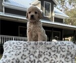 Puppy Ms Purple English Cream Golden Retriever-Poodle (Toy) Mix