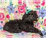 Small Photo #5 Cocker Spaniel-Poodle (Miniature) Mix Puppy For Sale in NOTTINGHAM, PA, USA