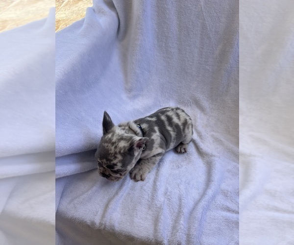 Medium Photo #10 French Bulldog Puppy For Sale in NORTH MYRTLE BEACH, SC, USA