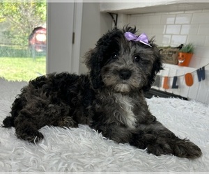 Cockapoo Puppy for sale in INDIANAPOLIS, IN, USA