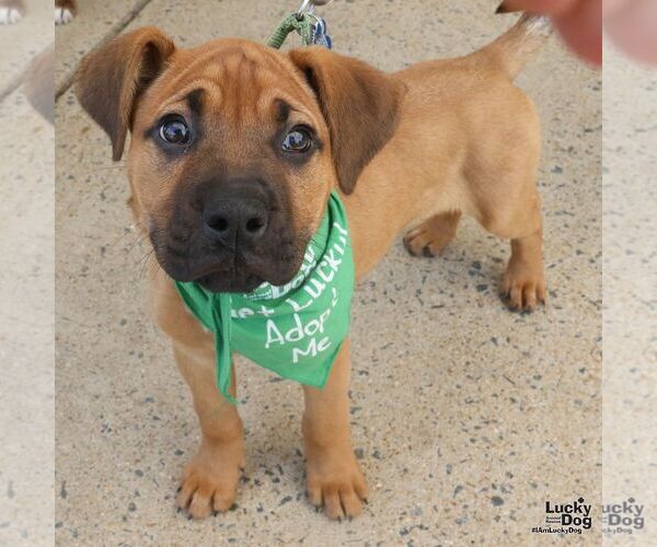 Medium Photo #7 Labrador Retriever-Unknown Mix Puppy For Sale in Washington, DC, USA