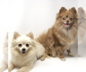 Mother of the Pomeranian puppies born on 08/11/2019