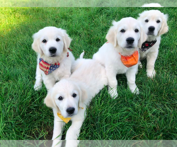 Medium Photo #11 English Cream Golden Retriever Puppy For Sale in BISMARCK, ND, USA