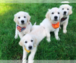 Small #10 English Cream Golden Retriever