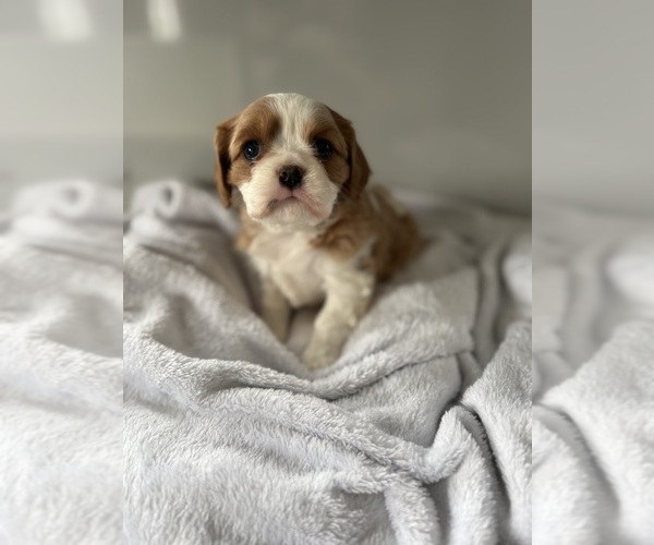 Medium Photo #3 Cavalier King Charles Spaniel Puppy For Sale in CENTRALIA, IL, USA