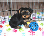 Small Photo #12 Yorkshire Terrier Puppy For Sale in ORO VALLEY, AZ, USA