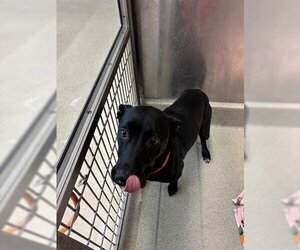 Labrador Retriever-Unknown Mix Dogs for adoption in San Martin, CA, USA