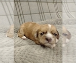 Small Photo #35 Puggle-Shih Tzu Mix Puppy For Sale in NEW YORK MILLS, MN, USA