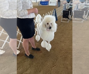 Father of the Poodle (Standard) puppies born on 01/31/2023