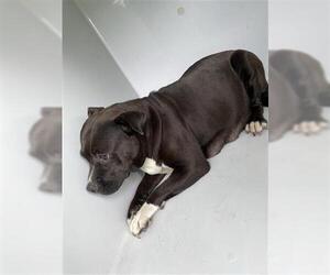 American Pit Bull Terrier Dogs for adoption in Houston, TX, USA