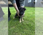 Small #1 German Shepherd Dog