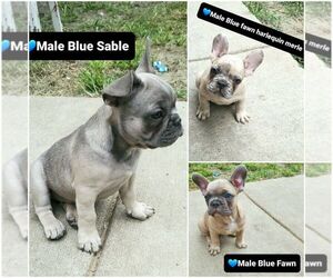 French Bulldog Puppy for sale in GR, MI, USA