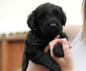 Goldendoodle-Soft Coated Wheaten Terrier Mix Puppy for sale in RENO, NV, USA