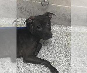 Mutt Dogs for adoption in Conroe, TX, USA