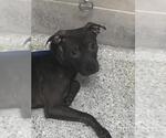A433022 - Female Mutt Dog for Adoption - Small photo