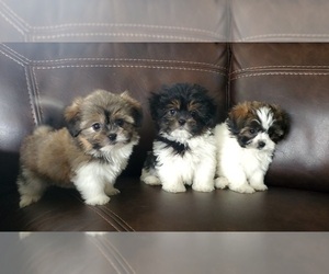 Shih Tzu Puppy for sale in ZILLAH, WA, USA