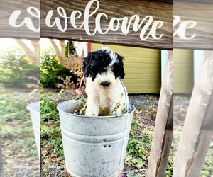Bernedoodle (Miniature) Puppy for sale in PARMA, ID, USA