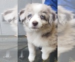 Puppy Puppy 5 Australian Shepherd
