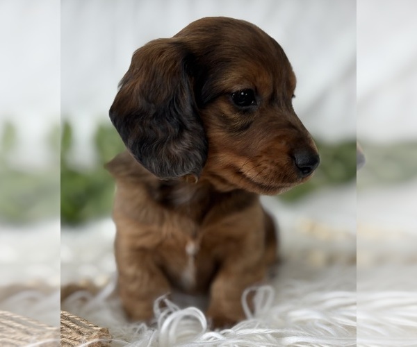 Medium Photo #8 Dachshund Puppy For Sale in ROCK STREAM, NY, USA