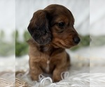 Small #7 Dachshund