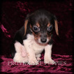 Small Photo #5 Beagle Puppy For Sale in COPPOCK, IA, USA