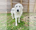 Small #11 Great Pyrenees