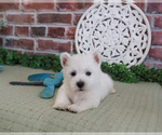 Small #4 West Highland White Terrier
