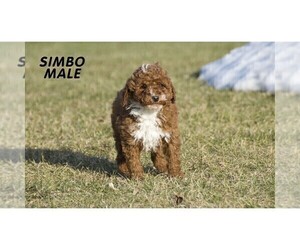 Poodle (Miniature) Puppy for sale in CLARE, MI, USA