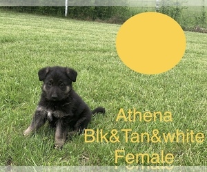 German Shepherd Dog Puppy for sale in BOLIVAR, MO, USA