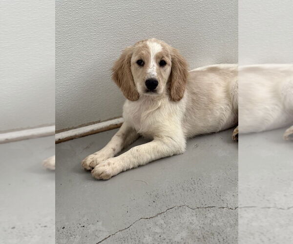 Medium Photo #4 Colonial Cocker Spaniel-Golden Retriever Mix Puppy For Sale in Studio City, CA, USA