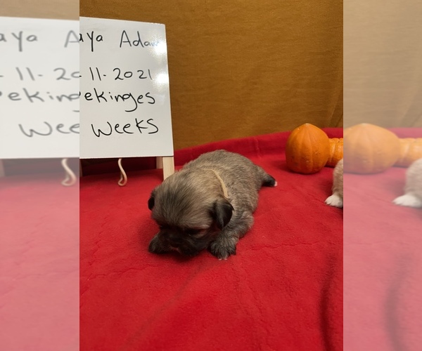 Medium Photo #13 Pekingese Puppy For Sale in PLANO, TX, USA
