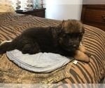 Small Photo #5 German Shepherd Dog Puppy For Sale in DRUMMONDS, TN, USA