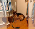 Small #1 German Shepherd Dog