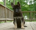 Small Photo #2 German Shepherd Dog Puppy For Sale in SALEM, MO, USA