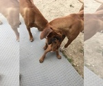 Small Photo #86 Rhodesian Ridgeback Puppy For Sale in MORONGO VALLEY, CA, USA