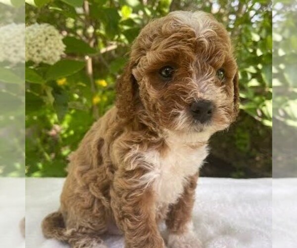 Medium Photo #3 Cavapoo Puppy For Sale in NEWPORT, PA, USA