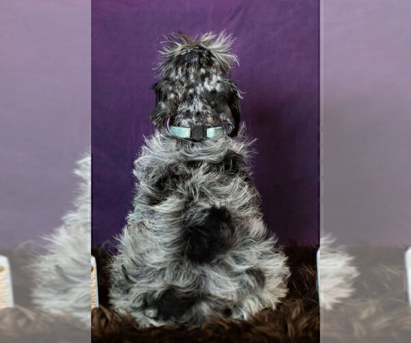 Medium Photo #11 Schnauzer (Miniature) Puppy For Sale in WARSAW, IN, USA