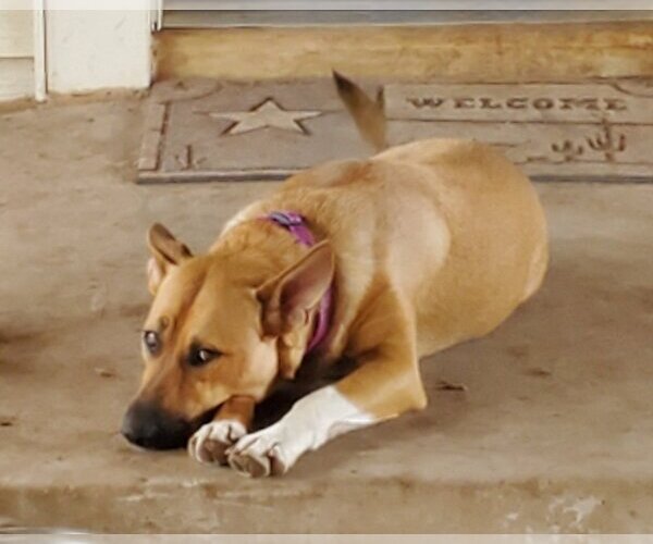Medium Photo #3 Mutt Puppy For Sale in San Angelo, TX, USA