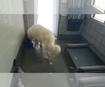 Small #12 Great Pyrenees Mix