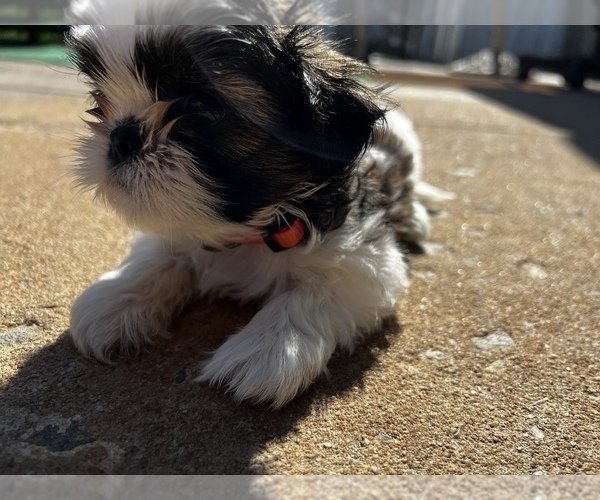 Medium Photo #39 Shih Tzu Puppy For Sale in MOORESVILLE, NC, USA