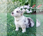 Small Photo #15 Pembroke Welsh Corgi Puppy For Sale in PARADISE, PA, USA