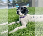 Small #3 American Pit Bull Terrier-Pointer Mix
