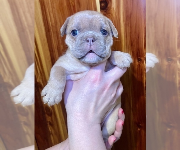 Medium Photo #2 Bulldog Puppy For Sale in GREERS FERRY, AR, USA