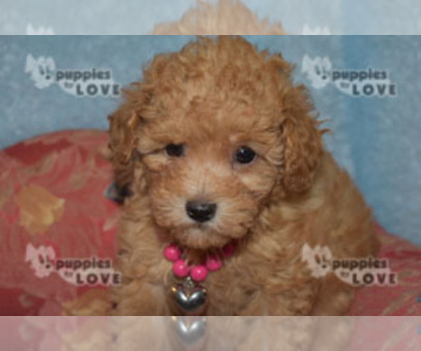 Medium Photo #19 Poodle (Toy) Puppy For Sale in SANGER, TX, USA